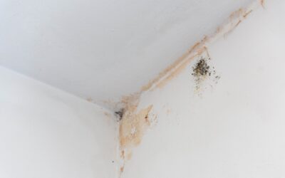 Black Mould & Basement Mould Removal in Calgary: Cost and Risks