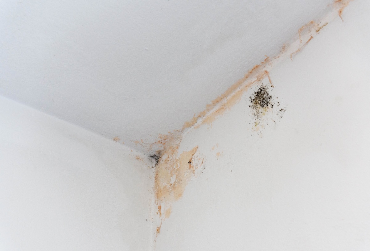 common mould found in Calgary homes