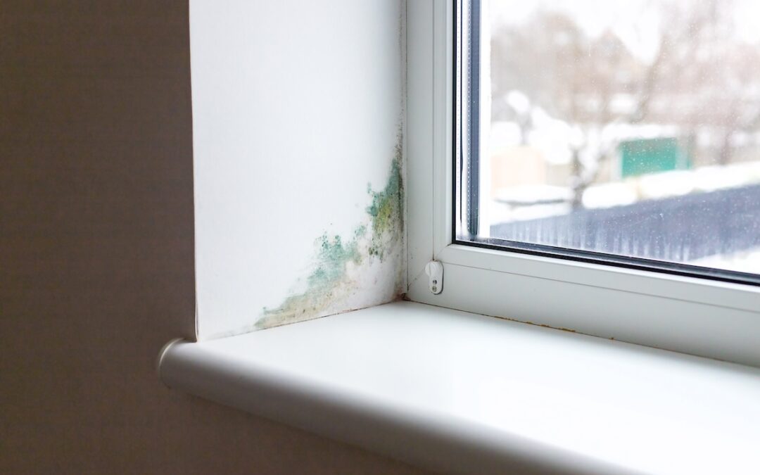 Mould Identification: 2025 Guide to Types and Removal