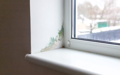 Mould Identification: 2025 Guide to Types and Removal