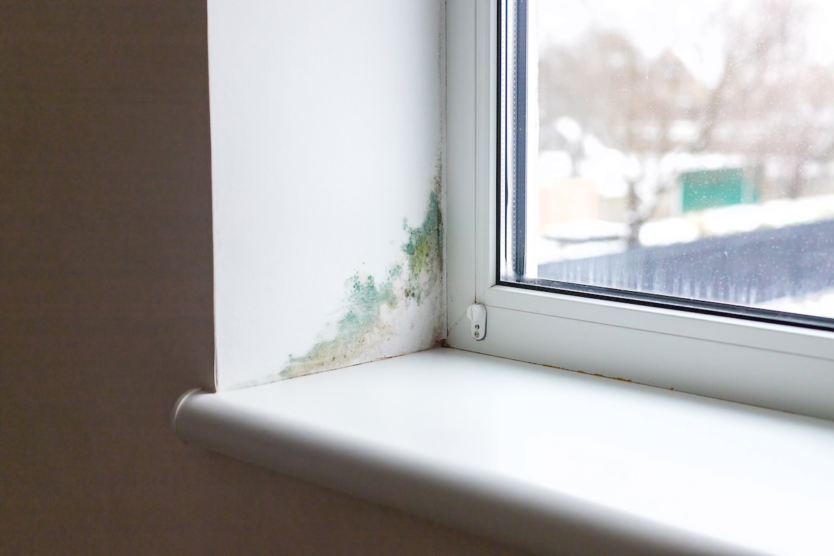 mould identification
