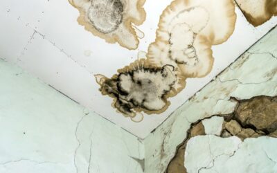 Mould Inspection & Testing Cost in Calgary: What to Expect
