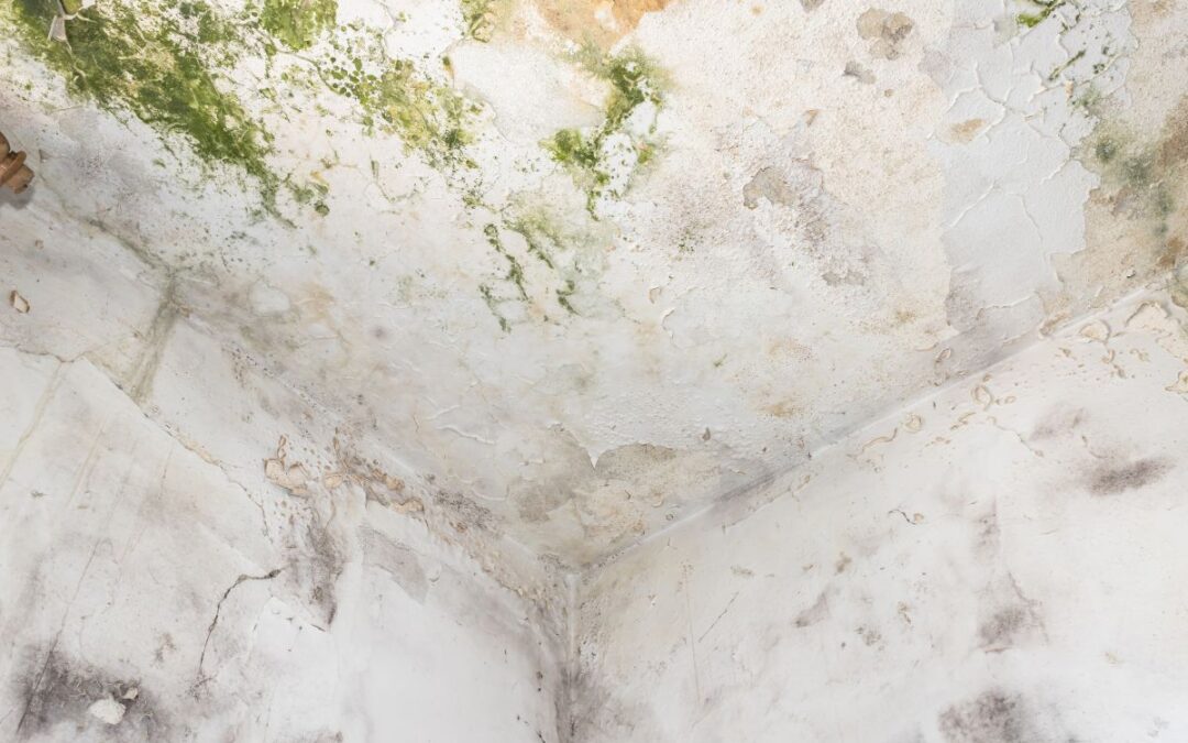 What Does Mould Remediation Cost in Calgary? A Complete Guide