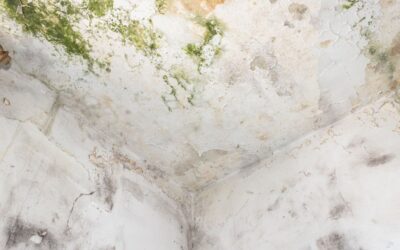 What Does Mould Remediation Cost in Calgary? A Complete Guide