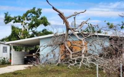 What to Do if a Tree Falls on Your House During a Calgary Storm