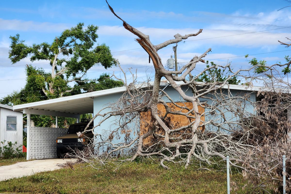 Tree Fallen on Roof — Calgary Storm Damage fallen tree on house Calgary roof hole
