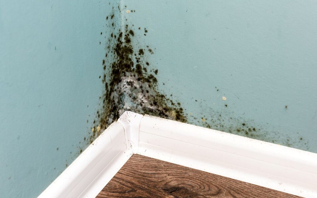 Is Mould Dangerous? What Calgary Homeowners Need to Know