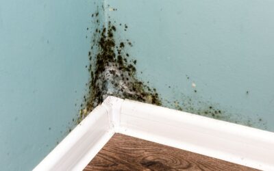 Is Mould Dangerous? What Calgary Homeowners Need to Know