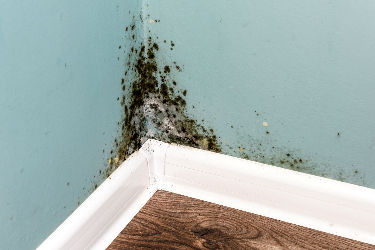 mould inspection in a Calgary residential property