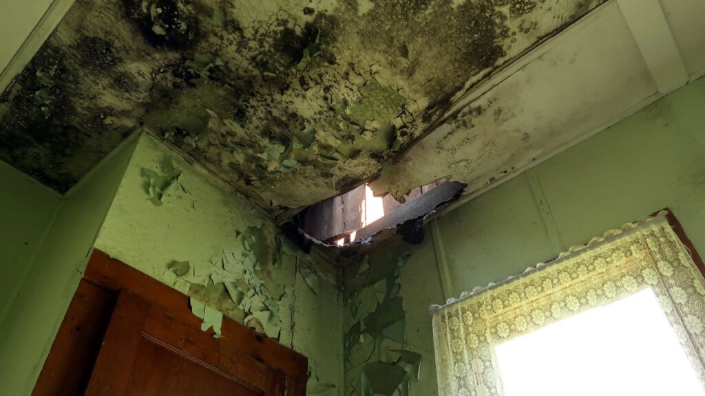 professional mould remediation services in Calgary