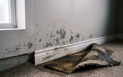 How Fast Does Mould Grow After Water Damage? A Calgary Timeline